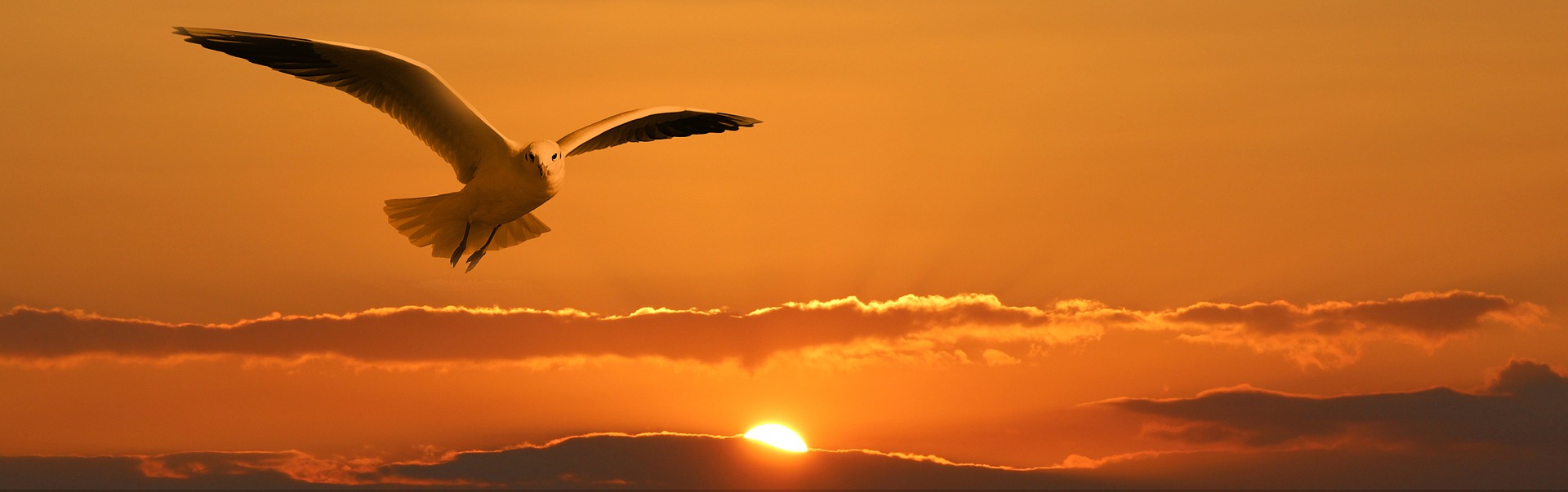 Freedom Gull